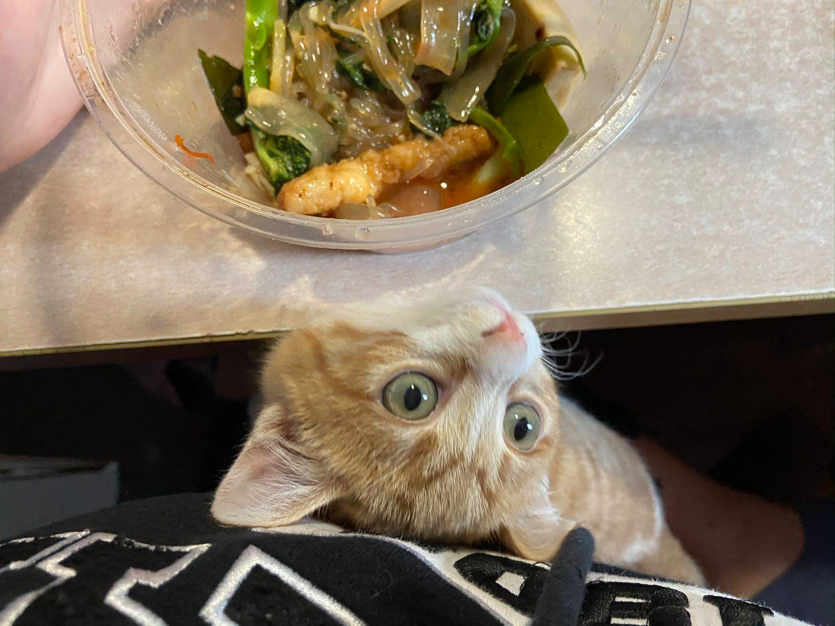 时间的参照物是养大的小猫_3